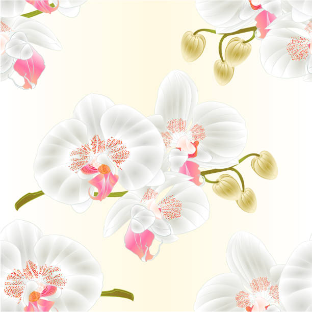 nahtlose textur orchidee weiß stammen phalaenopsis mit blüten und knospen editierbare vintage vektor-illustration - orchid red flower head white background stock-grafiken, -clipart, -cartoons und -symbole