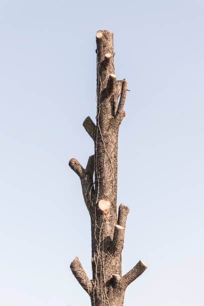 albero nudo con spazio di copia - oak tree treelined tree single object foto e immagini stock