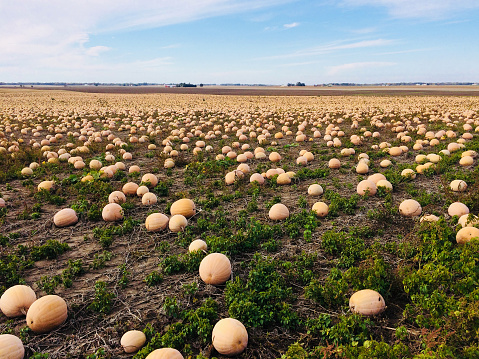 Thousands of pumpkin in a field