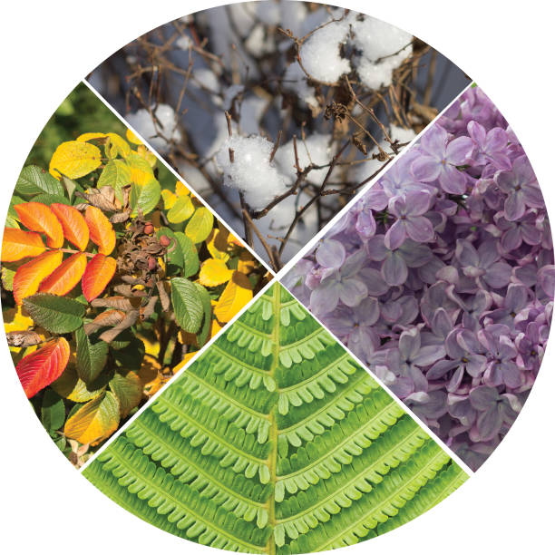 istock Collage in the form of a circle,  the four seasons. 865440122