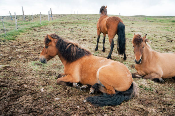 istock tree beautiful wild icelandic horses in the field 865443222
