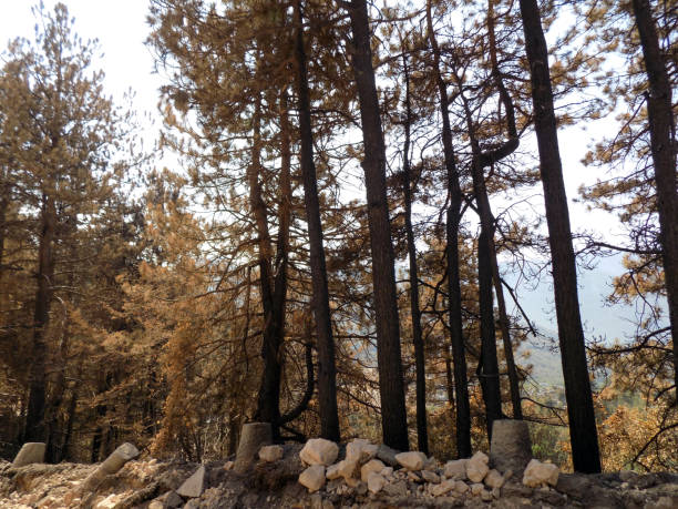 istock burned forest and tree trunks after a forest fire in the mountain 865444016