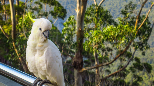istock Exploring the Blue Mountains National Park in Australia 865448282