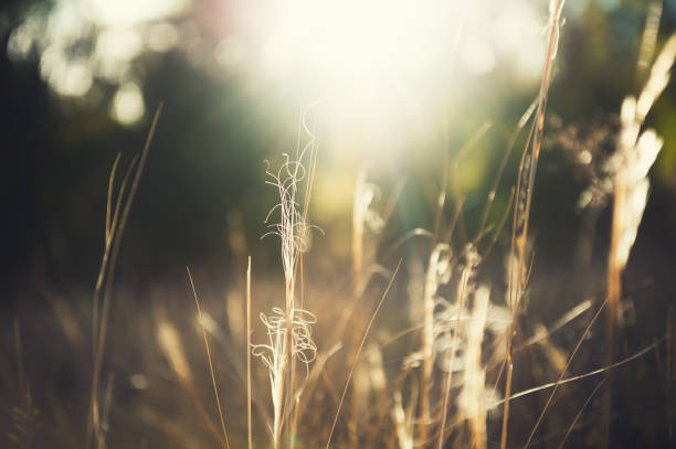 istock Wild grasses in a forest at sunset. 865448598