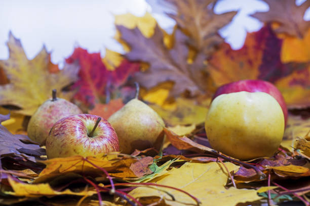 Fresh apple juice on table with apples and maple leaves. Autumn Abstraction