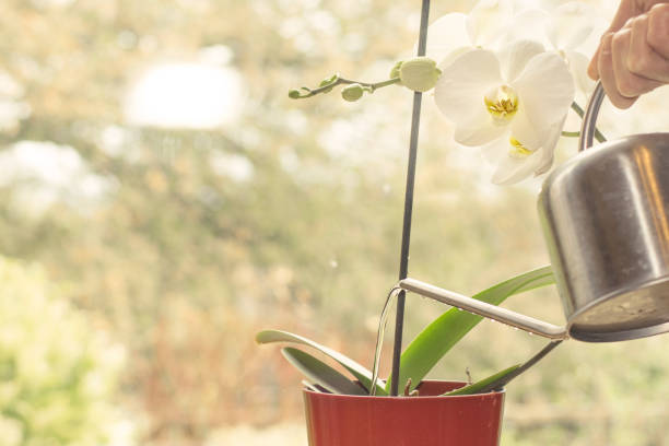 Watering Orchid plant stock photo