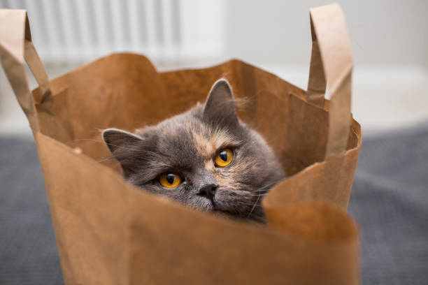 istock british cat in a paper bag 865449222