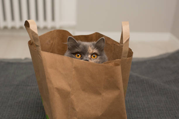 istock british cat in a paper bag 865449280