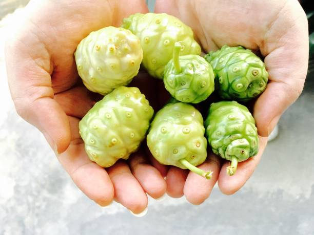 istock Green Noni or Morinda Citrifolia Fruit in Hand 865453198