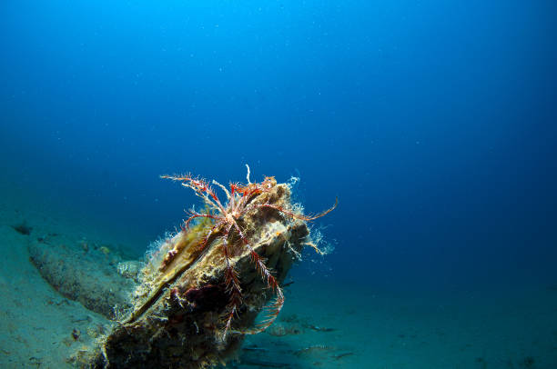 istock pinna nobilis - Wikipedia 865455350