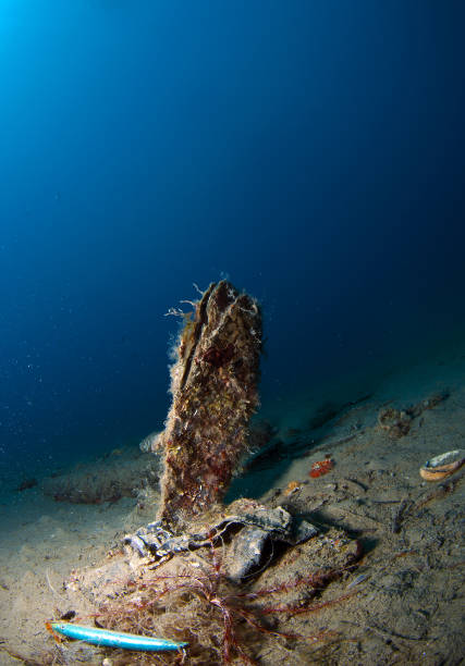 istock pinna nobilis - Wikipedia 865455630