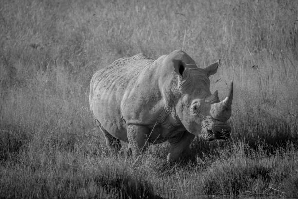 istock Big White rhino bull standing in the grass. 865455676
