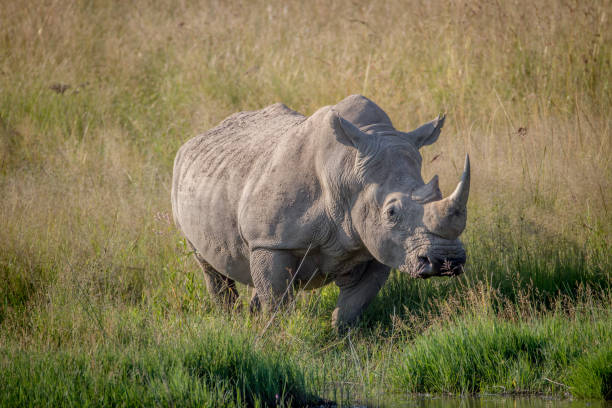istock White rhino bull standing in the grass by the water. 865455690