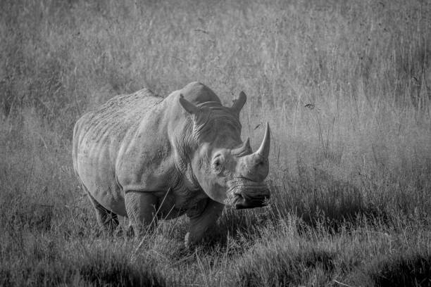 istock Big White rhino bull standing in the grass. 865455696