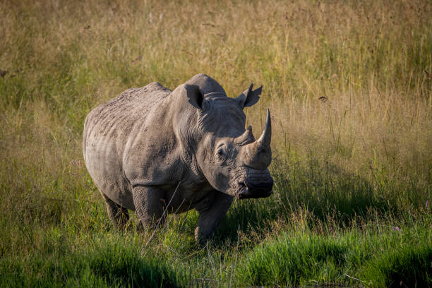 istock Big White rhino bull standing in the grass. 865455698