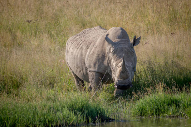 istock White rhino bull standing in the grass by the water. 865455710