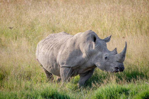 istock Big White rhino bull standing in the grass. 865455718
