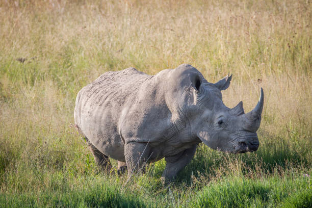 istock Big White rhino bull standing in the grass. 865455724
