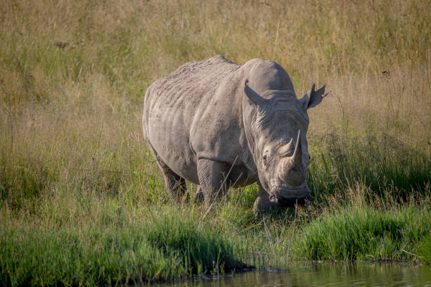 istock White rhino bull standing in the grass by the water. 865455728