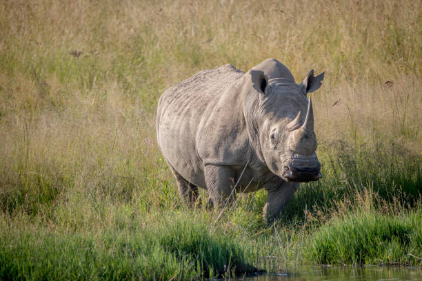 istock White rhino bull standing in the grass by the water. 865455734
