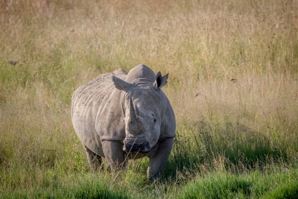 istock Big White rhino bull standing in the grass. 865455736