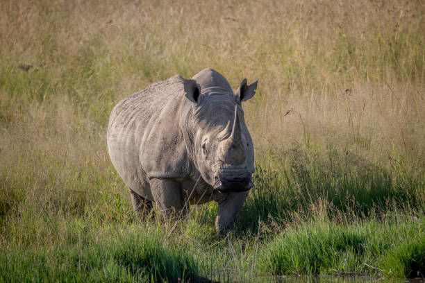 istock White rhino bull standing in the grass by the water. 865455738