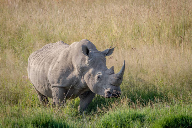 istock Big White rhino bull standing in the grass. 865455768