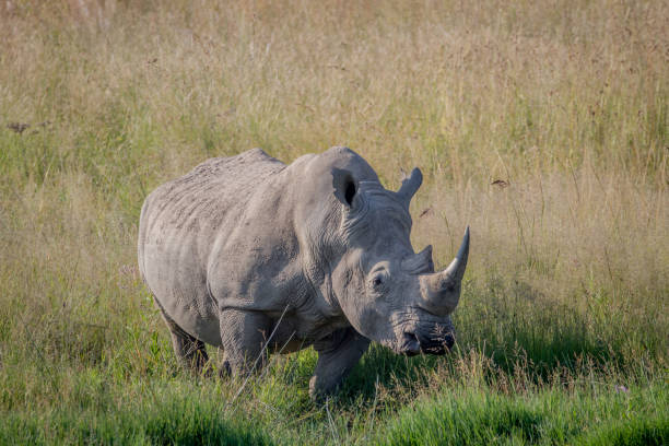 istock Big White rhino bull standing in the grass. 865455770