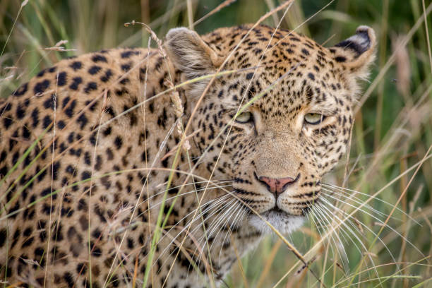 istock Leopard hiding in the high grasses. 865455784