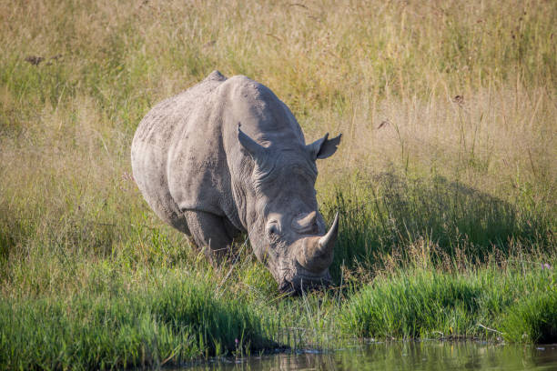 istock White rhino bull standing in the grass by the water. 865455788