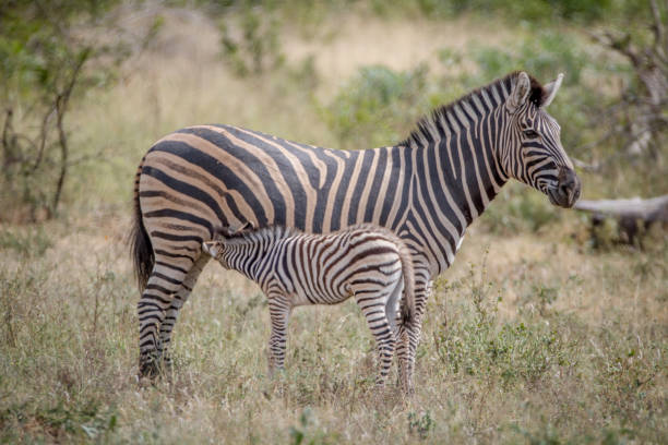 istock Baby Zebra suckling from his mother. 865455836