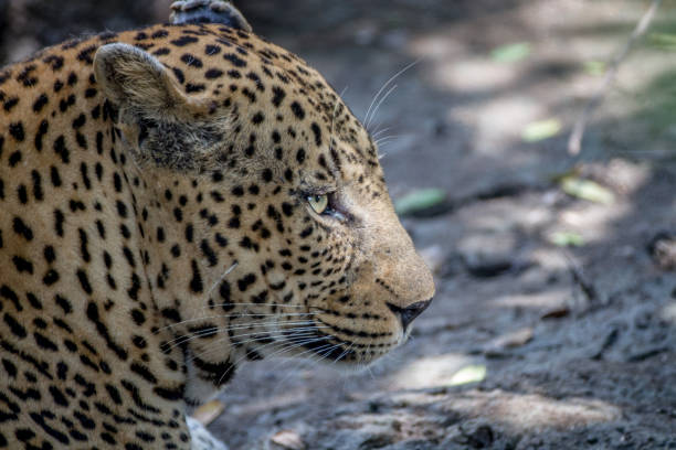istock Close up of a big male Leopard. 865455842