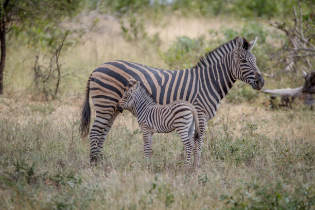 istock Mother and baby Zebra standing in the grass. 865455950