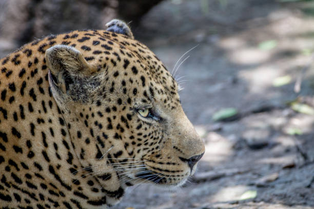 istock Close up of a big male Leopard. 865455984