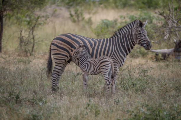 istock Mother and baby Zebra standing in the grass. 865456044