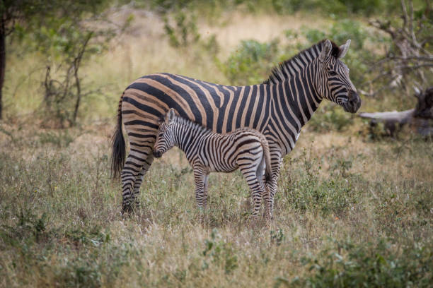istock Mother and baby Zebra standing in the grass. 865456342