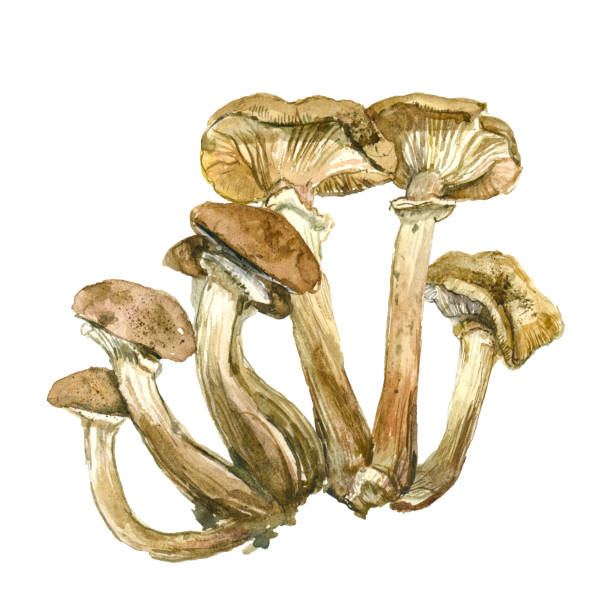 illustrazioni stock, clip art, cartoni animati e icone di tendenza di funghi acquerello isolati su sfondo bianco - honey agaric