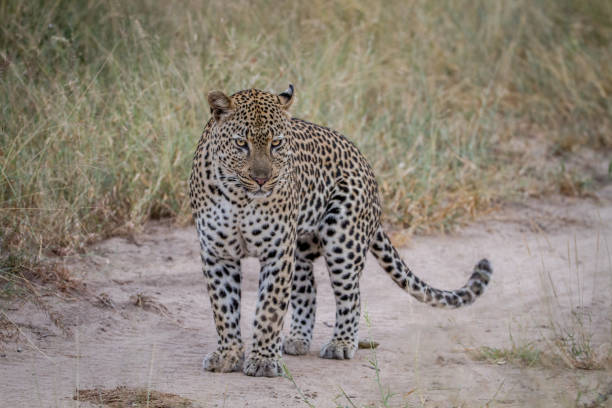istock Leopard standing on the road in Kruger. 865460800