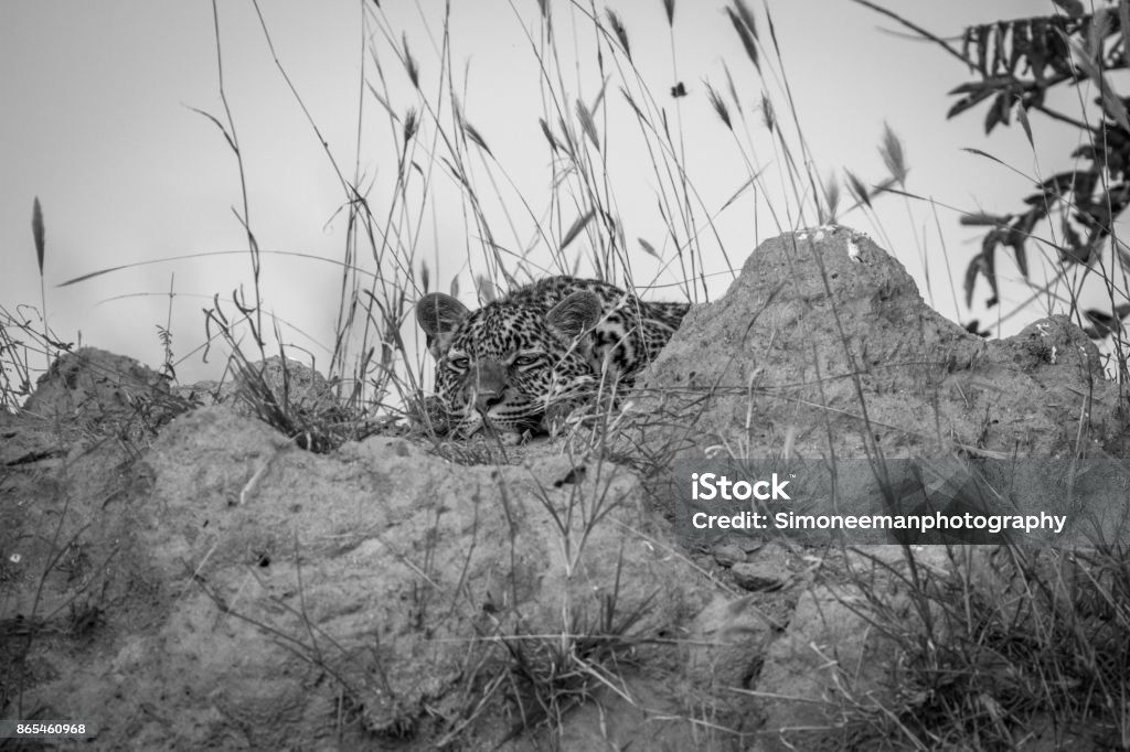 Young Leopard Laying Down On A Termite Mount Stock Photo - Download
