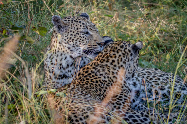istock Mother Leopard and cub bonding in the grass. 865460990