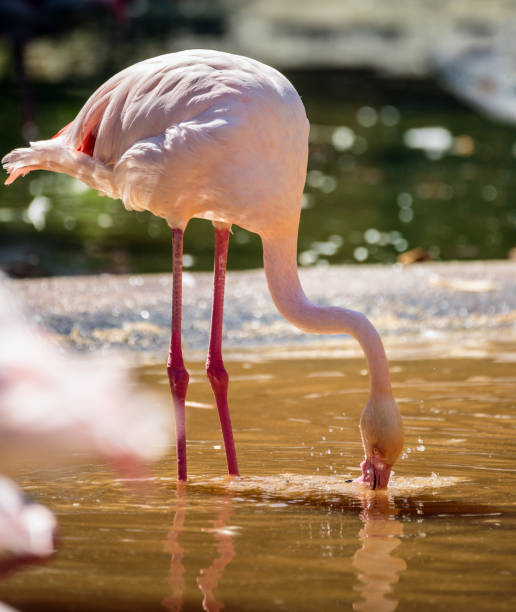 istock Pink flamingos by the water 865463388