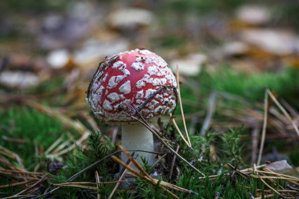 istock Red poison mushroom amanita, fly agaric on nature background 865466876