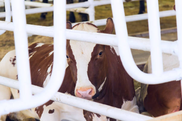 istock Cow with sad eyes behind a metal fence 865471288