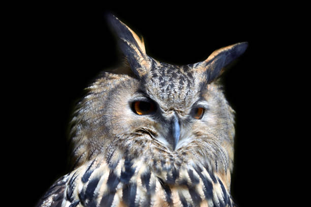 istock Wild young owl portrait 865473992