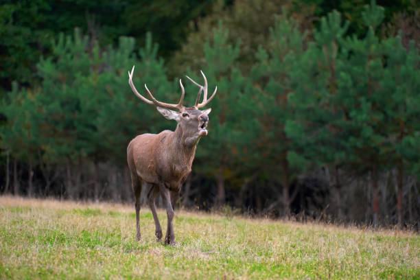 istock Red deer in mating season 865474010