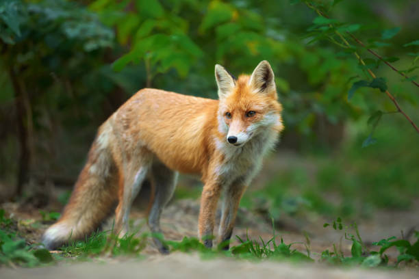 istock Portrait of a red fox (Vulpes vulpes) 865474044