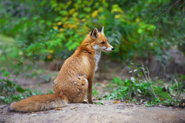istock Portrait of a red fox (Vulpes vulpes) 865474058