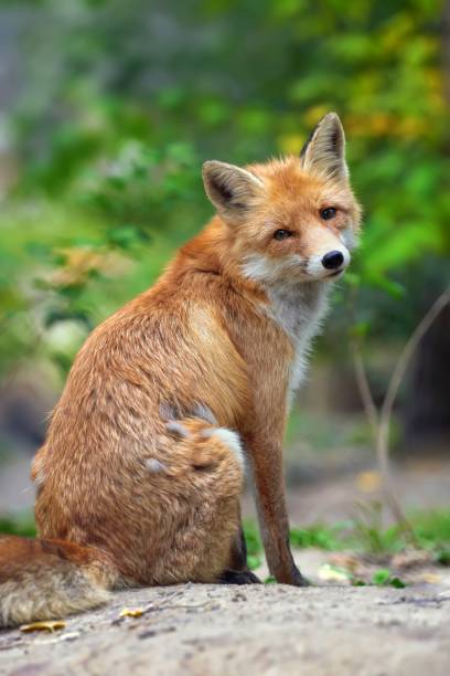 istock Portrait of a red fox (Vulpes vulpes) 865474082