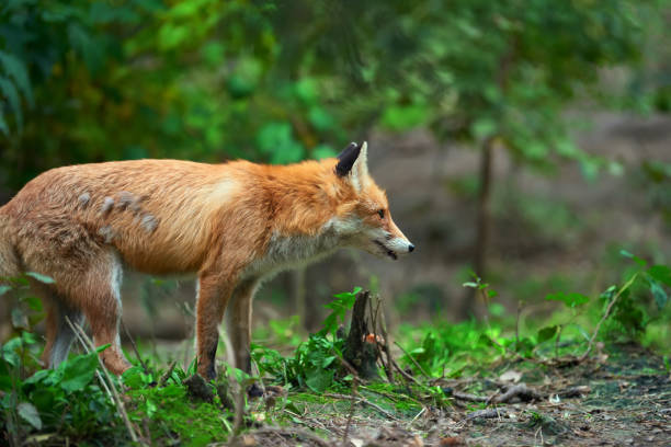 istock Portrait of a red fox (Vulpes vulpes) 865474106
