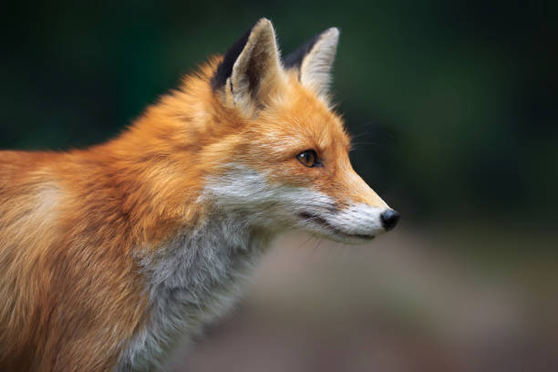 istock Portrait of a red fox (Vulpes vulpes) 865474108